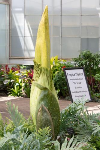 Ye Olde Corpse Flower, about to "bloom."