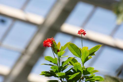 Flowers, all above us. In the big greenhouse.