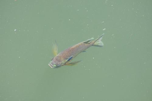 Nothing fishy going on at the Japanese Garden!