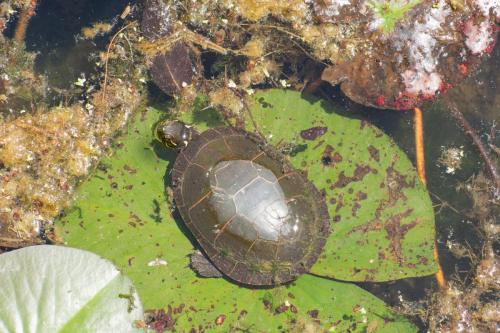 A turtle upon a lillypad.