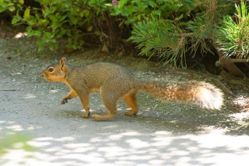 A squirrely travel companion.